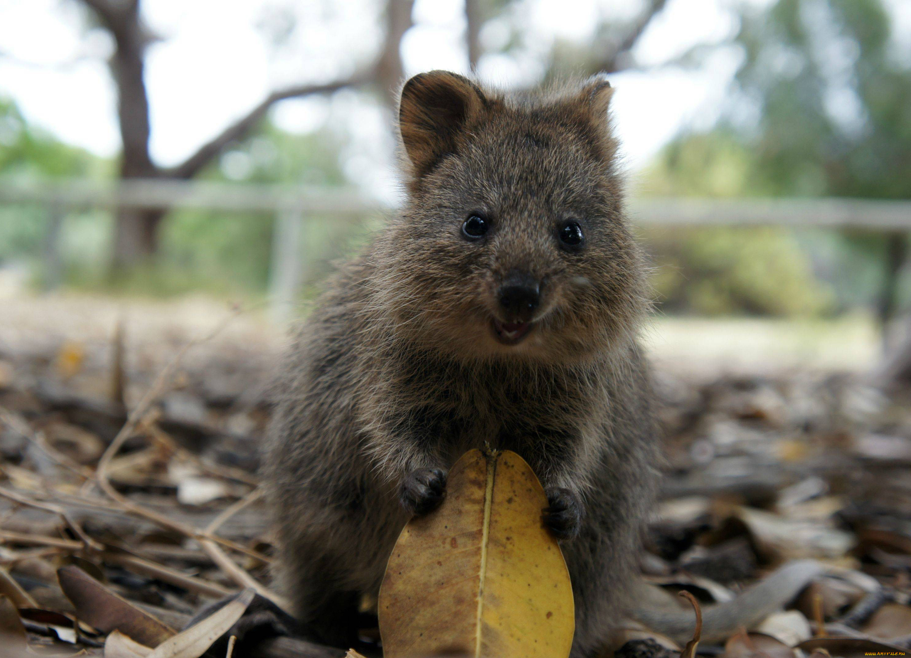 , , , quokka, 